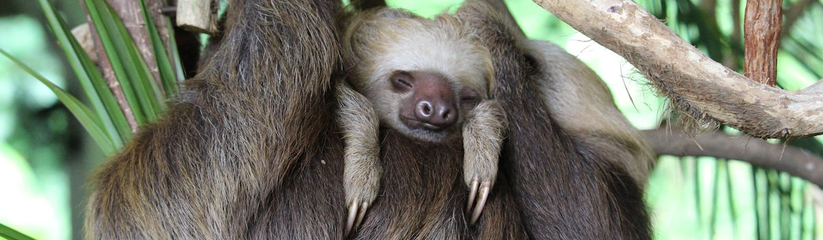 Panama3